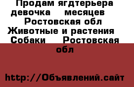 Продам ягдтерьера,девочка 10 месяцев.  - Ростовская обл. Животные и растения » Собаки   . Ростовская обл.